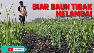 CARA MENEBALKAN DAUN BAWANG MERAH FASE VEGETATIF