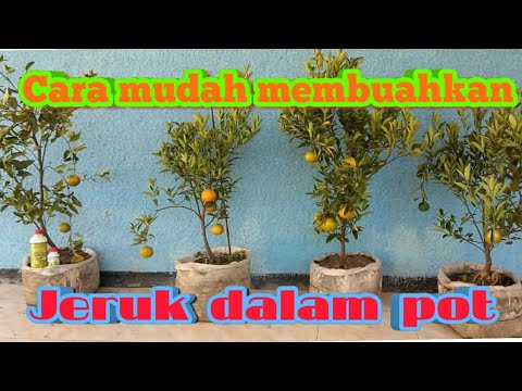 Video: Merawat Pokok Jeruk Mandarin (Citrus Reticulata)