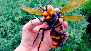 ABD'nin Yeni Kabusu Katil Arılar