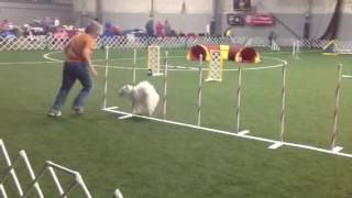 Pixie AKC JWW Q 4/22/16