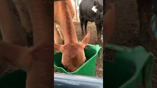 Jersey calf loves her milk pail!