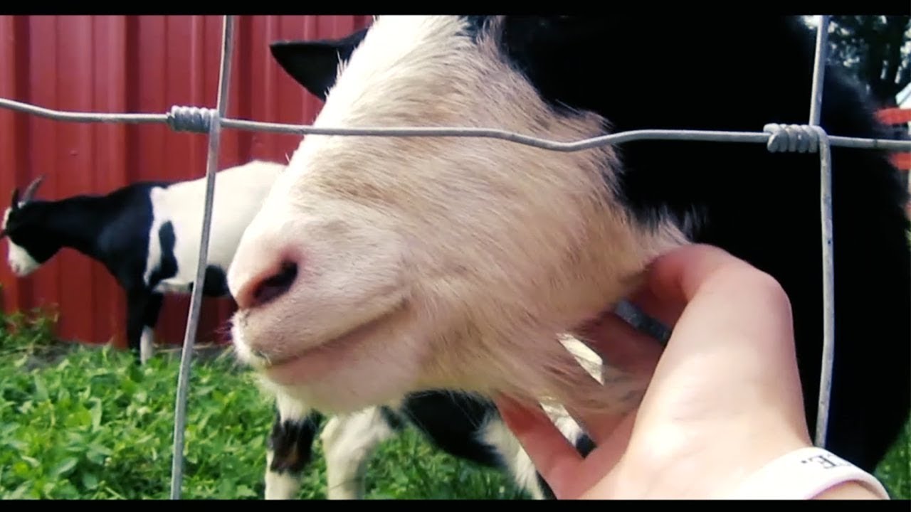 cutest-farm-animals-i-ve-ever-seen-youtube