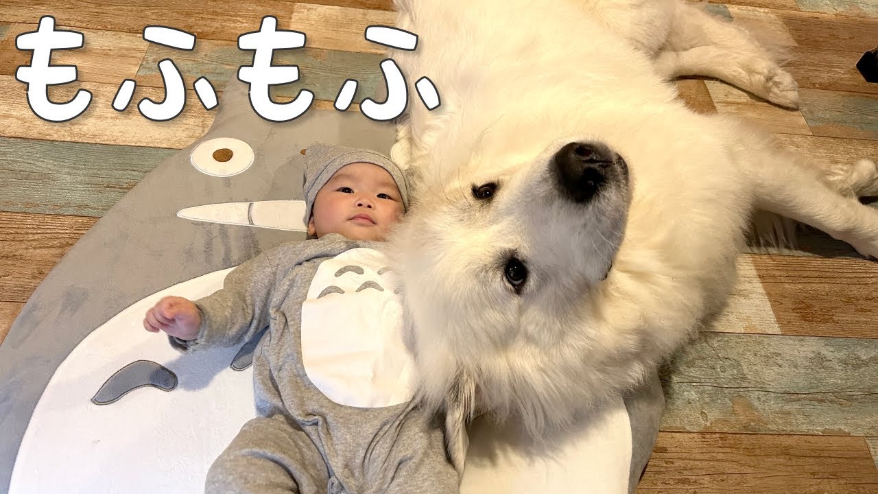 甘えん坊 生後5ヶ月のトト に甘えたい超大型犬の反応が可愛い グレートピレニーズ Youtube