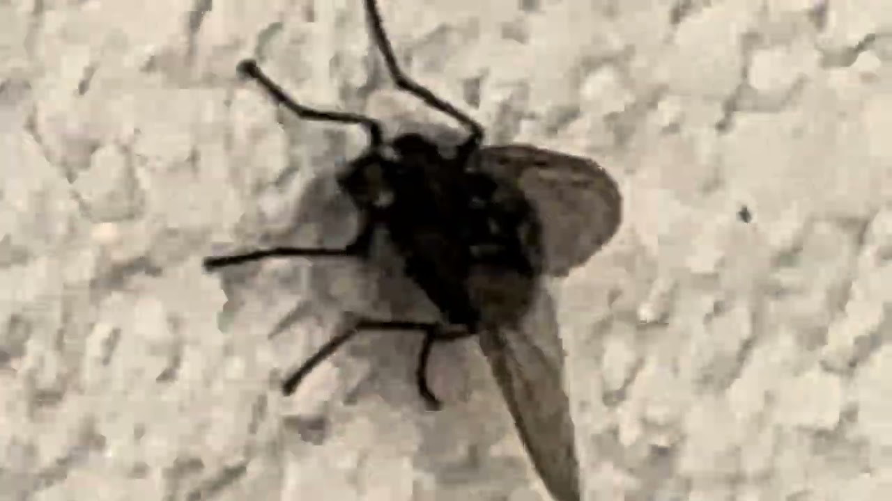 La mouche est active 