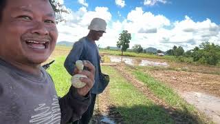 Wet & Rainy Day Fishing: Finding Hidden Fish in the Muddy Rice Fields!