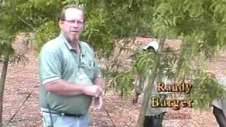 Pond Apple Restoration Project
