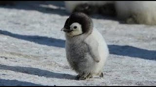 Cute and Funny Moments with Penguin Compilation : 10 Interesting Facts about Penguin by Animal house - Channel of Amazing Animals Secret 17,756 views 1 year ago 4 minutes, 3 seconds