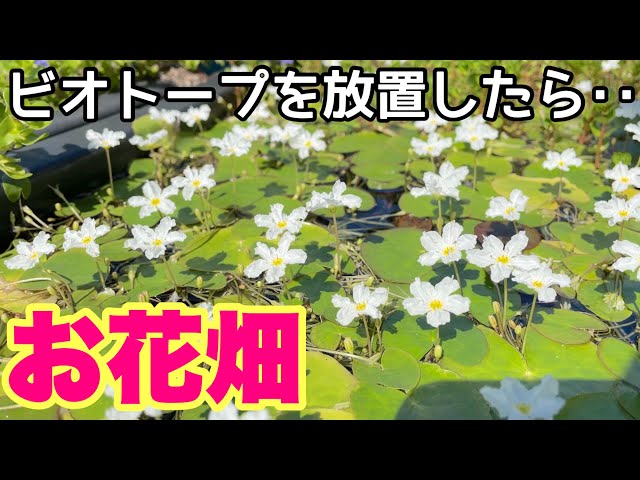 A flower field on the water! If you leave the biotope unattended