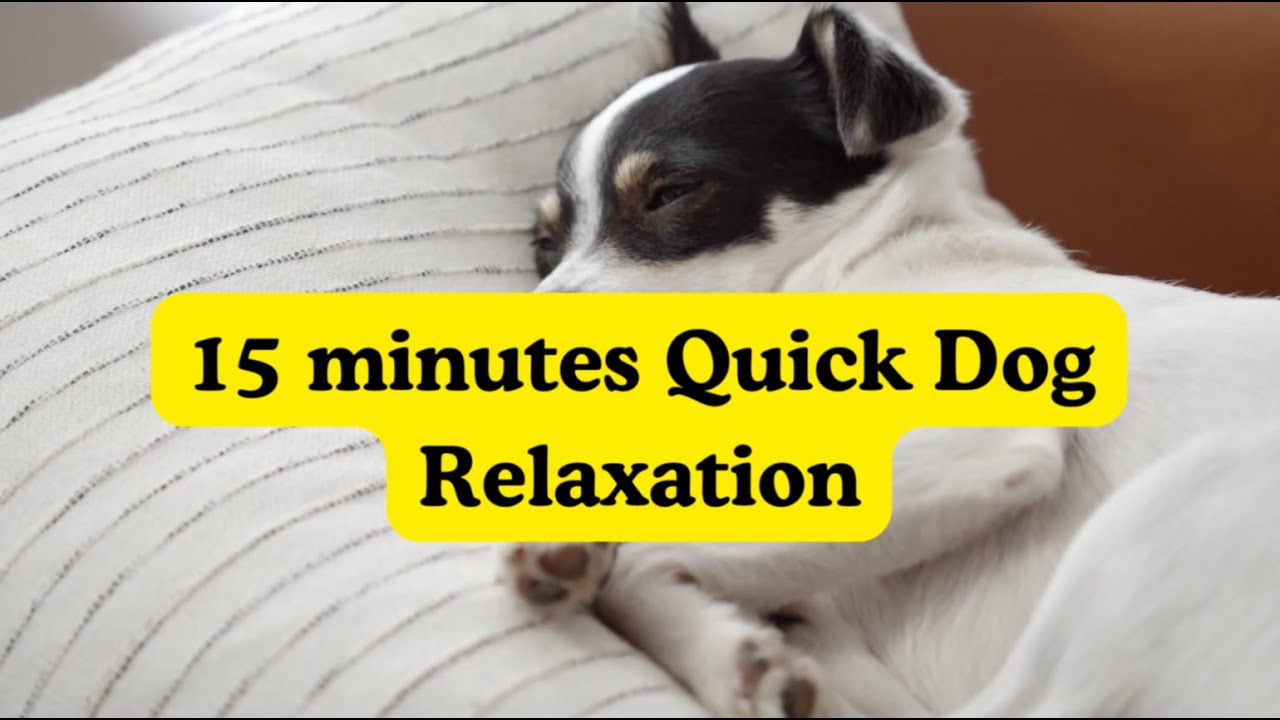 Dog Anxiety Relief Music 🎧 | 15 Min Quick Relax | Stress-Free & Soothing Sounds
