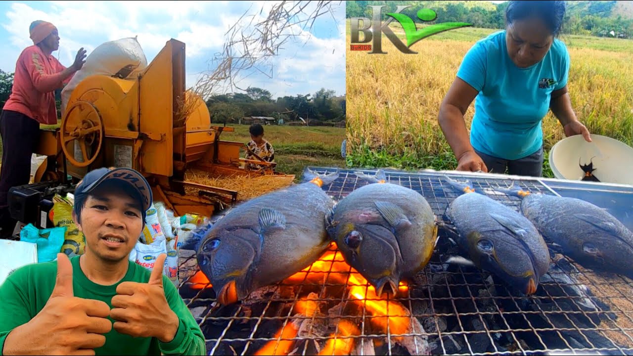 Ep.392- TAPOS NA ANG PAGANI NG PALAY | BUHAY PROBINSYA | bukids