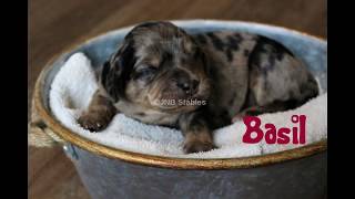 Basil- 6 week Volhard Aptitude Test
