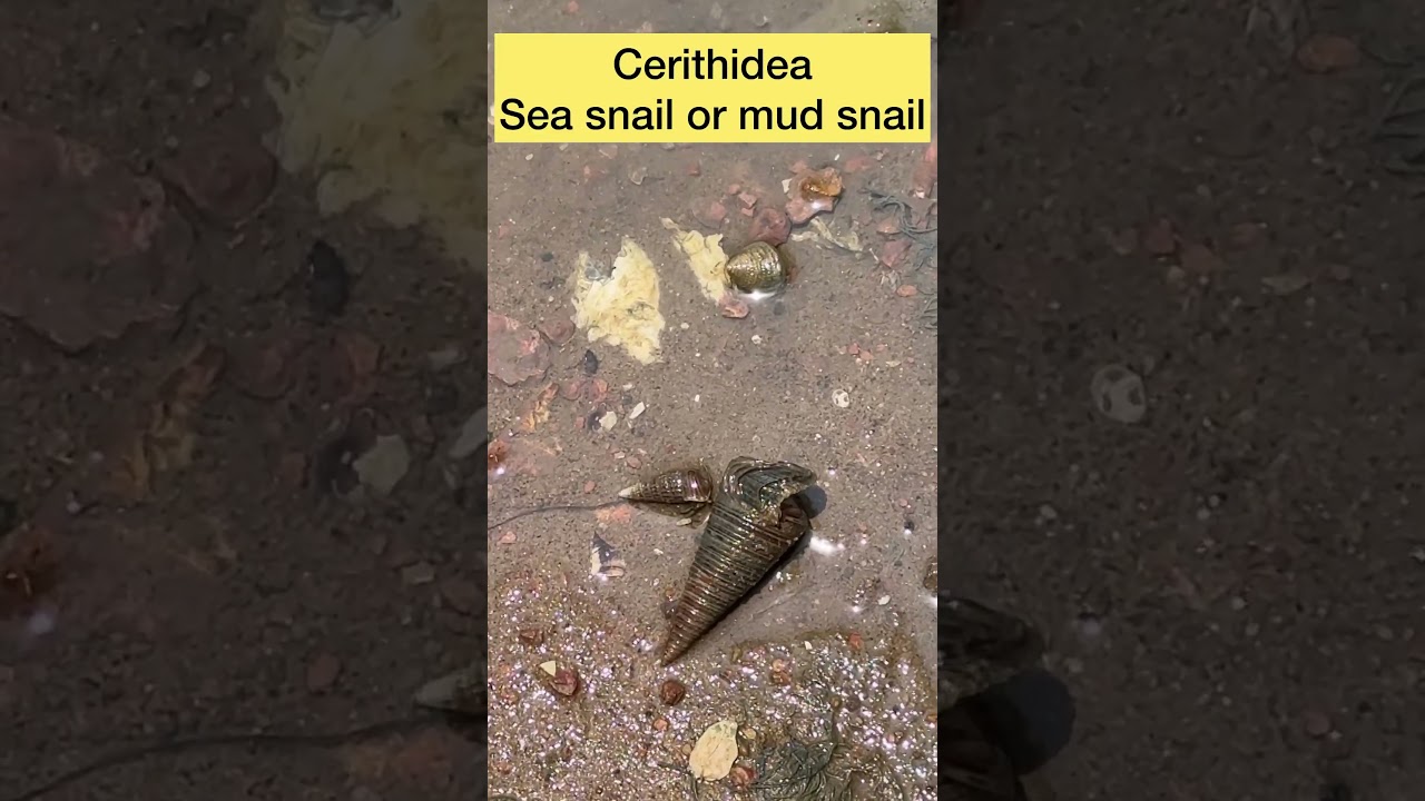 Cerithidea sea snail or mudsnail