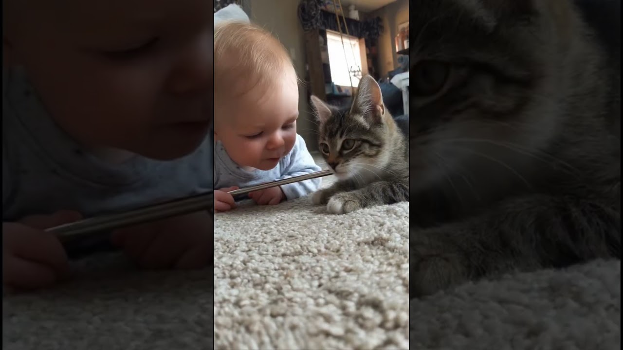 Funny cat became baby’s best friend 🐈🐈👶