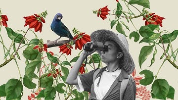 Live Bird Friendly: Share Your Sightings on eBird