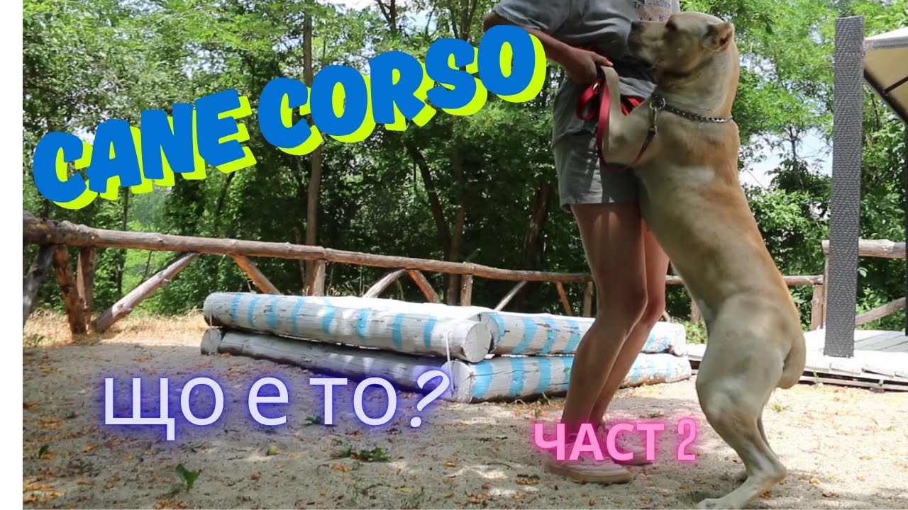 Кане корсо. Cane corso. Част 2. От къде произлиза, физика, характер, от какво боледува, обучение?