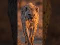 Female Hyenas Almost Die Every Time They Give Birth 🦁