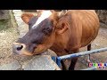 Sonidos de Animales de la Granja 🐮🐷🐔  | Videos de Animales Reales | Mimonona Stories