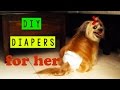 Dog Diapers For Females In Heat