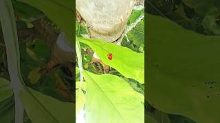 Nature #VillageLife #NatureLover #GreenVillage#Nature  # #Relaxing #ScenicView #NatureVideo