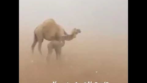 سورة الزخرف من روائع تلاوات الشيخ بندر آل يسر ٱلۡأَخِلَّآءُ يَوۡمَئِذِۭ بَعۡضُهُمۡ لِبَعۡضٍ عَدُوٌّ