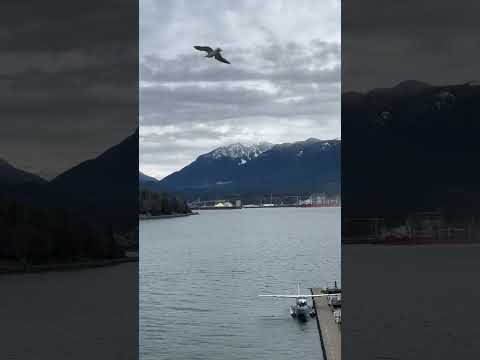 Залив Ванкувер, Канада. Vancouver Bay, Canada. #shorts #canada #vancouver