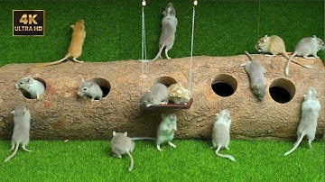 Cat TV 🐾 Mice Hide and Seek and Play on Wooden Swing | Cat TV for cats to watch | 8 hour 4K