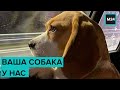 Как мошенники наживаются на владельцах пропавших животных: "Специальный репортаж" - Москва 24