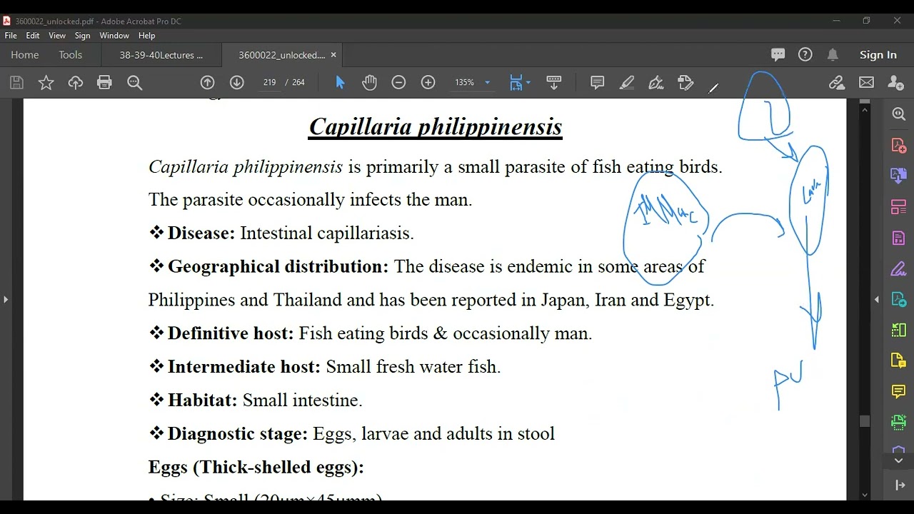 Capillaria philippinensis