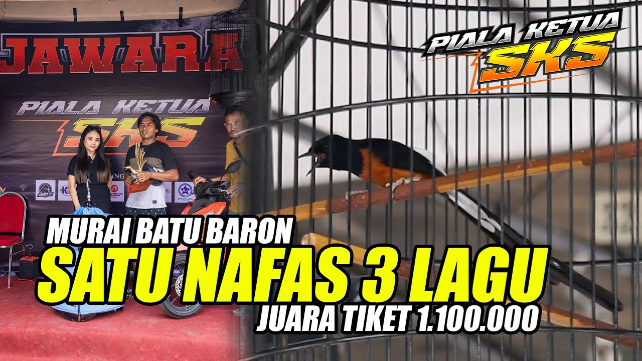 Piala Ketua SKS #4 Murai Batu Baron Satu Nafas 3 Lagu Jawara Kelas 1.100.000