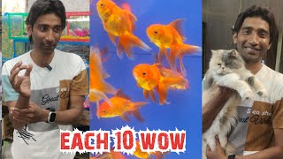 king's fish world giving offer on fishes and aquarium | cat's grooming & bathing | milad ki eidi