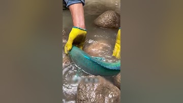 Tát nước bắt cá vô tình gặp ngay cá mú siêu to khổng lồ| Review bắt hải sản #shorts #sanbathaisan