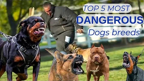 Top 5 Most Dangerous Dog Breeds in the World | Aggressive & Powerful Dogs#dogs #mostdangerousdog