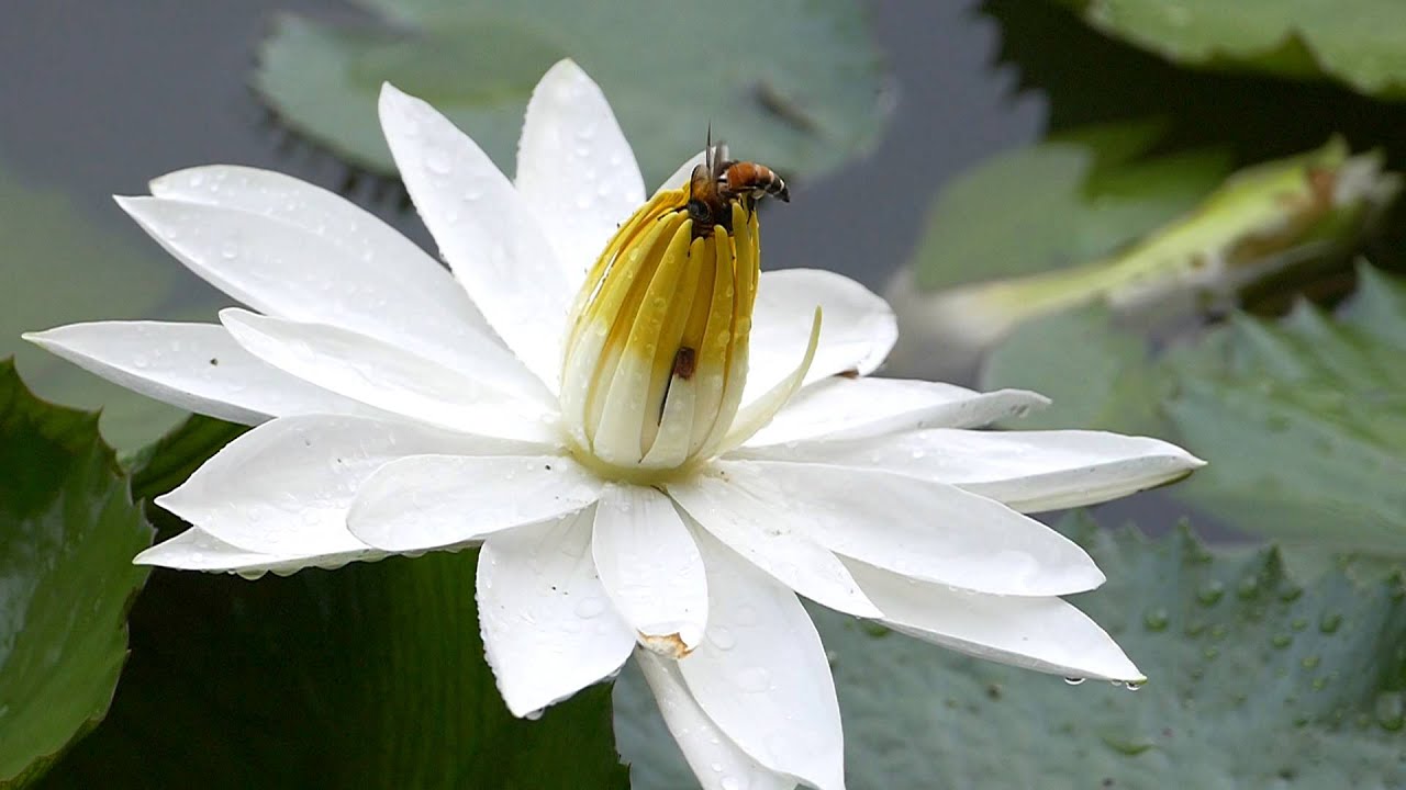 Lumix fz1000 slow motion