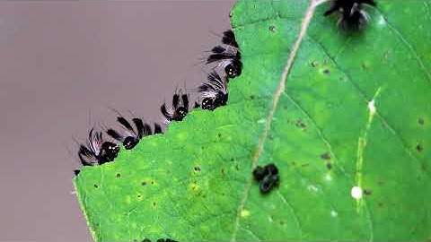 Audio Described Rock-A-Pillars