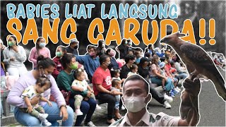 THE BABIES NGELIAT LANGSUNG ELANG JAWA SANG GARUDA INDONESIA!!