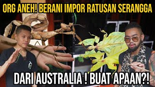 ORANG ANEH BERANI IMPOR RATUSAN SERANGGA DARI AUSTRALIA!! BUAT APAAN?! INSECTA INDO #KINGOFTHEJUNGLE