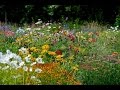 How to sow a mixed Annual Flowerbed