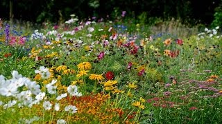 How to sow a mixed Annual Flowerbed