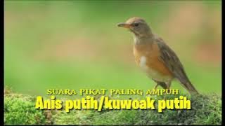 suara pikat anis putih/kuwok putih