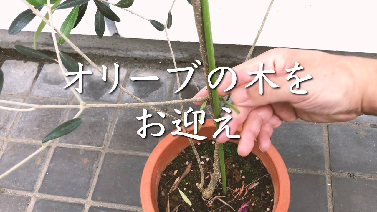 オリーブの木 枯れているか確認方法と原因 Youtube