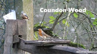 I LIKE BIRDS by shawry1970 53 views 3 months ago 2 minutes, 31 seconds