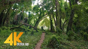 Virtual Walk through a Tropical Forest - 4K Virtual Hike with Nature Sounds