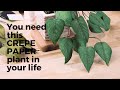 Craft Along | Paper Potted Plant