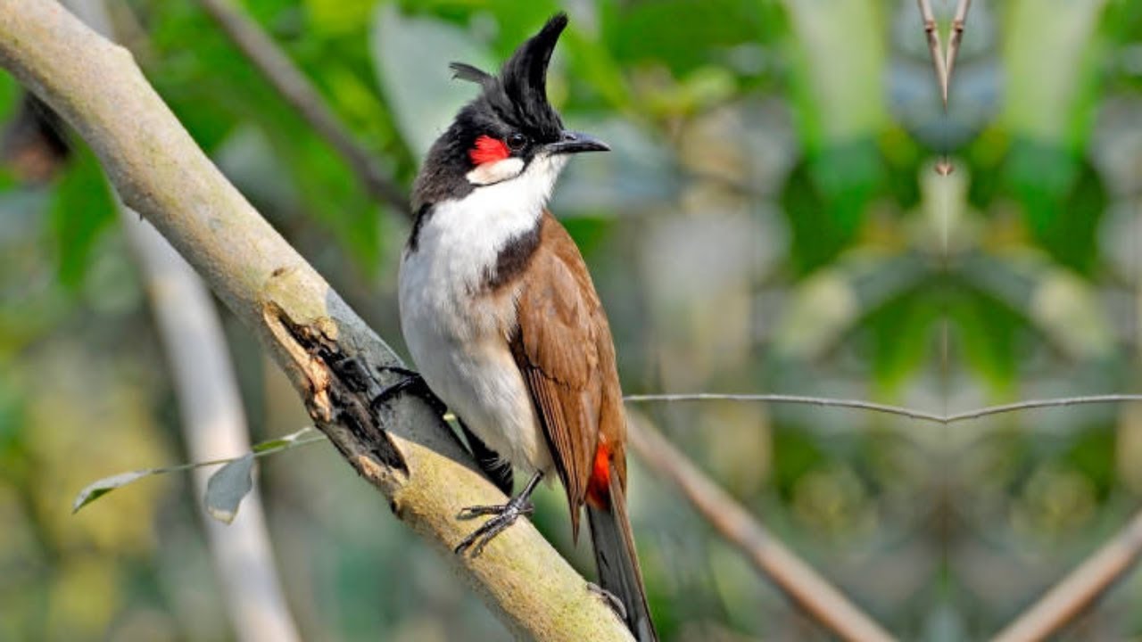 นกตัวเมียเรียกนกตัวผู้