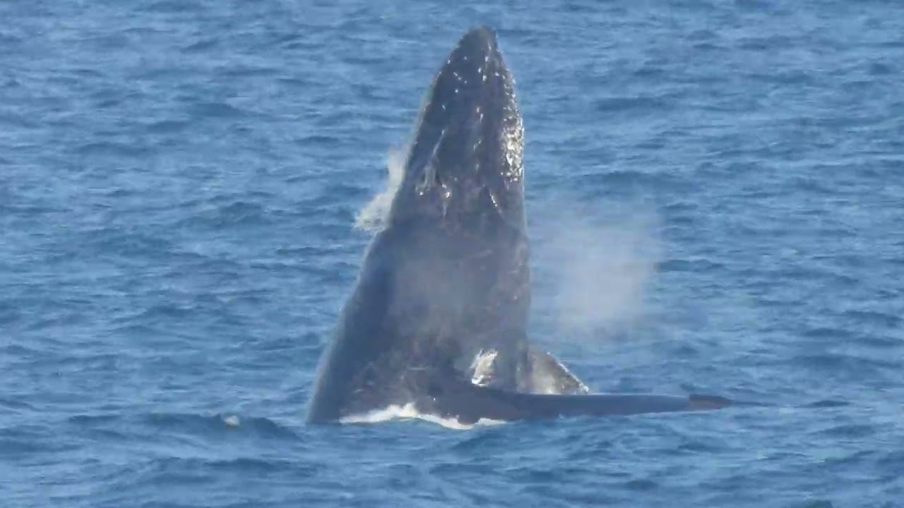 Large and small Humpback whales jumping.