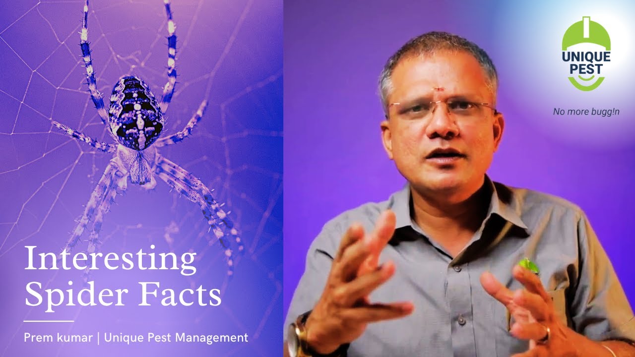 Interesting Spider Facts | How to Prevent Cobwebs | Prem kumar | Unique Pest Management