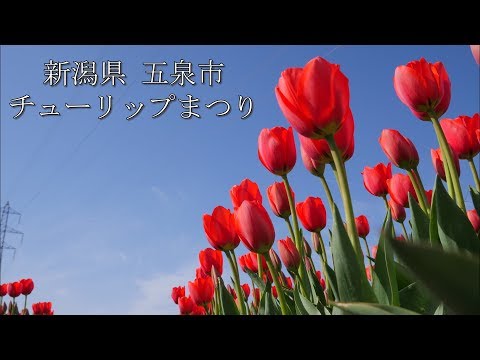 『チューリップ』 新潟県 五泉市 チューリップまつり【4K】