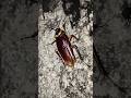 Funny Cockroach Cockroach Kecoak Shorts Telapoka Shortsfeed Comedy Ipis Arsola Funny 