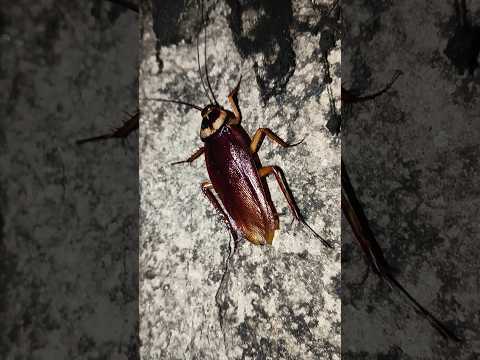 Funny Cockroach Cockroach Kecoak Shorts Telapoka Shortsfeed Comedy Ipis Arsola Funny 