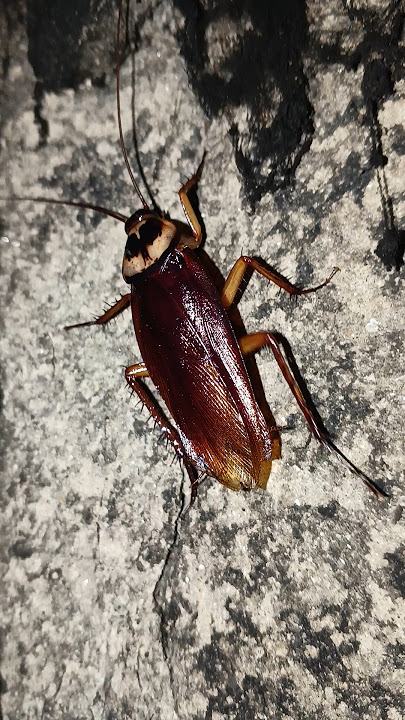 funny cockroach 😆 #cockroach #kecoak #shorts #telapoka #shortsfeed #comedy #ipis #arsola #funny